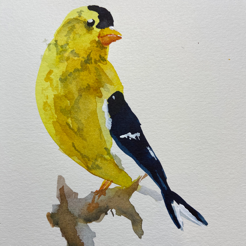 American Goldfinch