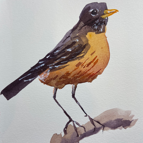 American Robin