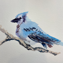 Blue Jay