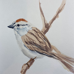 Chirping Sparrow