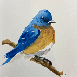 Eastern Bluebird