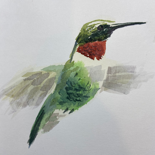 Ruby Throated Hummingbird