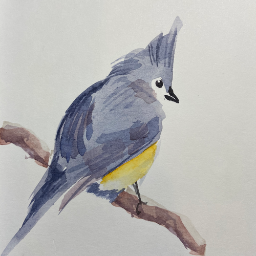 Tufted Titmouse